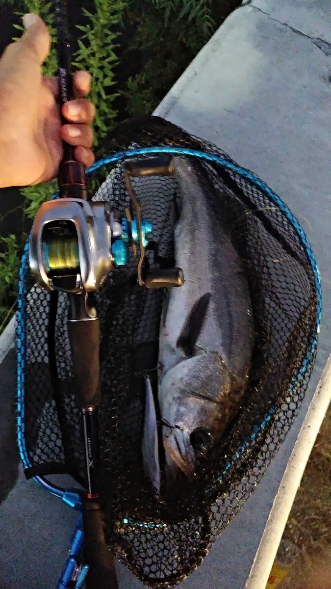 okayamaangular tweet picture