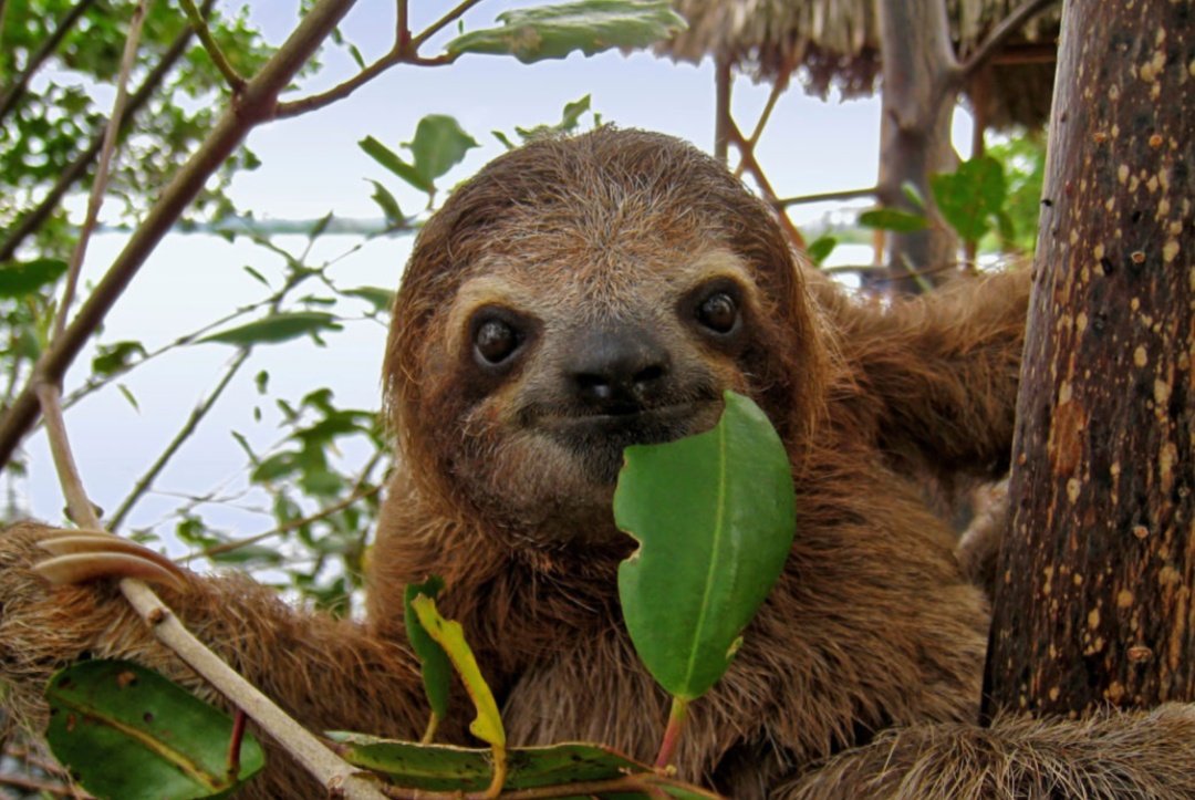 FastestSlothEvr's tweet image. she momchin