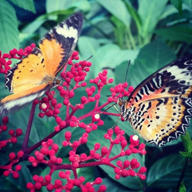 ImagineinW's tweet photo. Lovely pair .
.
.
.

#nature
#yourshotphotographer 
#changi
#butterfly https://t.co/SQeMbCUeOS