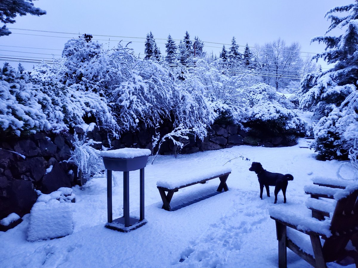 FuncMorph's tweet photo. Well, what was supposed to be the first day of the semester has turned into a snow day. Enjoy the snow as much as puppers does and be safe!

#IndyE #KnowPhysio #PhysicsNU https://t.co/P4XoMgbXKu