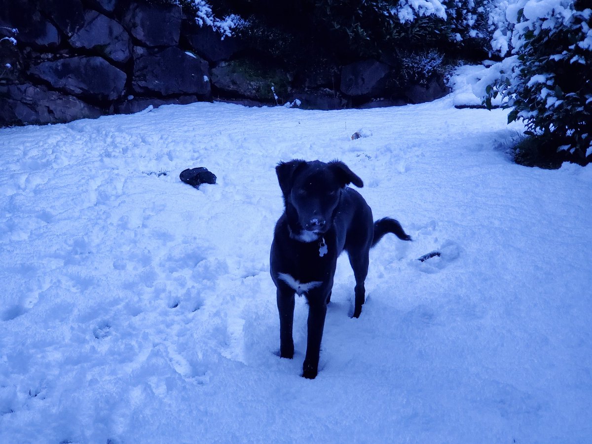 FuncMorph's tweet photo. Well, what was supposed to be the first day of the semester has turned into a snow day. Enjoy the snow as much as puppers does and be safe!

#IndyE #KnowPhysio #PhysicsNU https://t.co/P4XoMgbXKu
