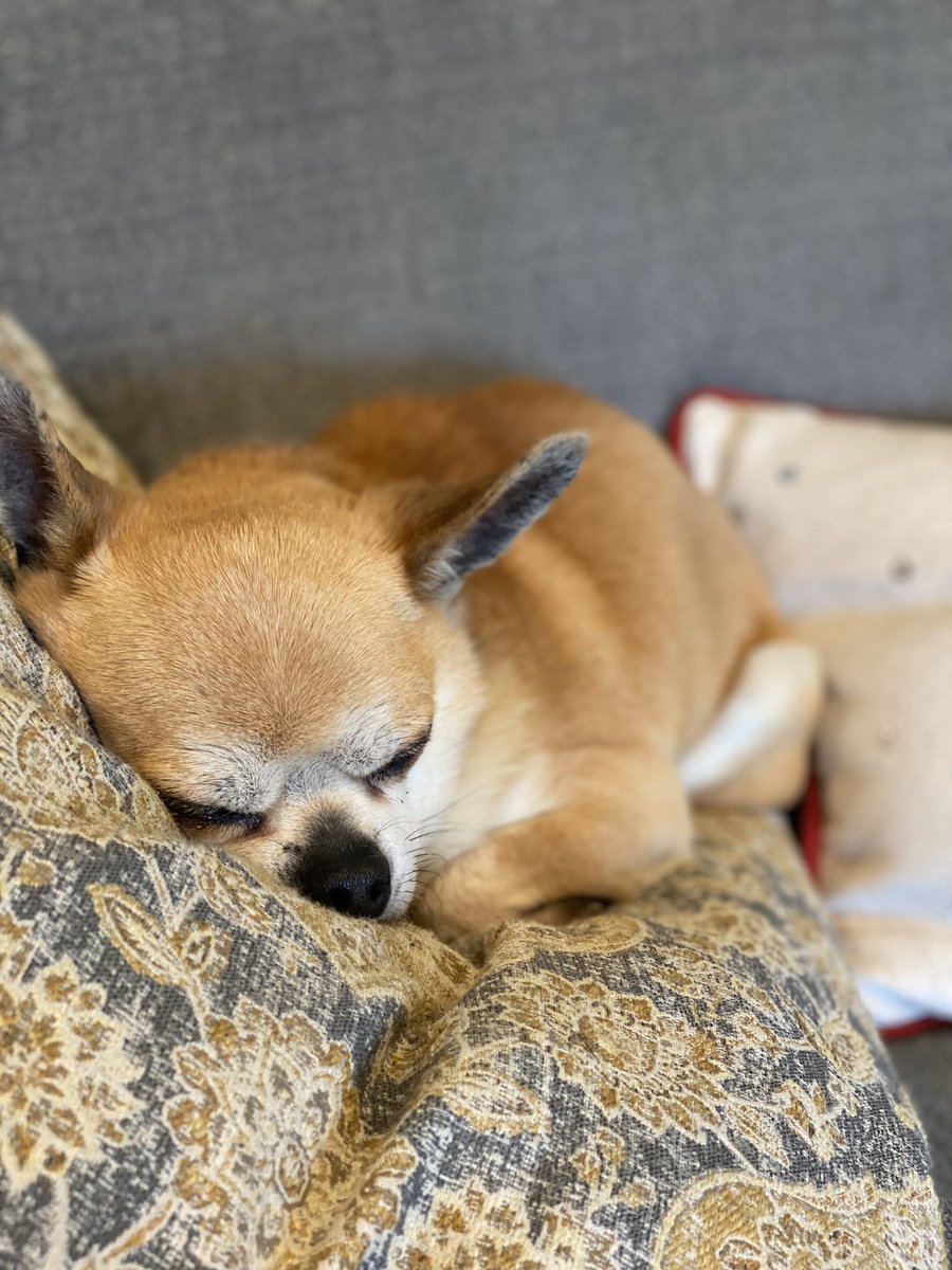 AliSilversmith's tweet image. Boy Chihuahuas furever #baddiesel