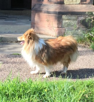 bs2510's tweet photo. FINGAL AKA FINN #CollieMonday 

💰LARGE REWARD FOR SAFE RETURN💰

#Missing 05 Oct 2019 #Hopwas Wood (Church Gate) near #Tamworth B78 

Were you in the area? Did you see something?

Elderly Male #Shetland #Sheepdog Brown &amp; White Microchipped
https://t.co/itJ619B0yb https://t.co/pns6UxFdQC