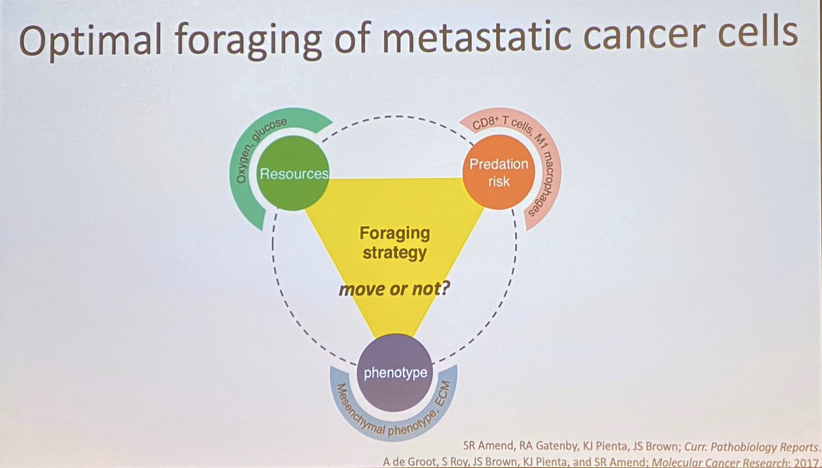 ara_anderson's tweet photo. Amend emphasises the development and ecology aspects of metastasis and explains how optimal foraging strategy could be a good way to view metastasis #ThinkFest20 https://t.co/M6DCwFyJi3