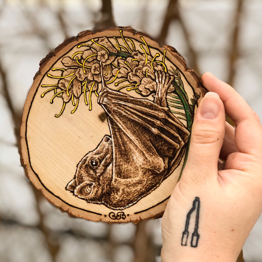 markit_with_a_b's tweet photo. #SyconycterisAustralis (#BlossomBat) & #Grevillea (#SpiderFlower). 🦇🌷 Check out some super cool facts about the Blossom #Bat I learned while #woodburning this piece on my full Insta post!
.
Prints are available in my Etsy with 40% being donated to #GIVIT Listed Ltd. @GIVIT_AUS https://t.co/t7kQITZn8w