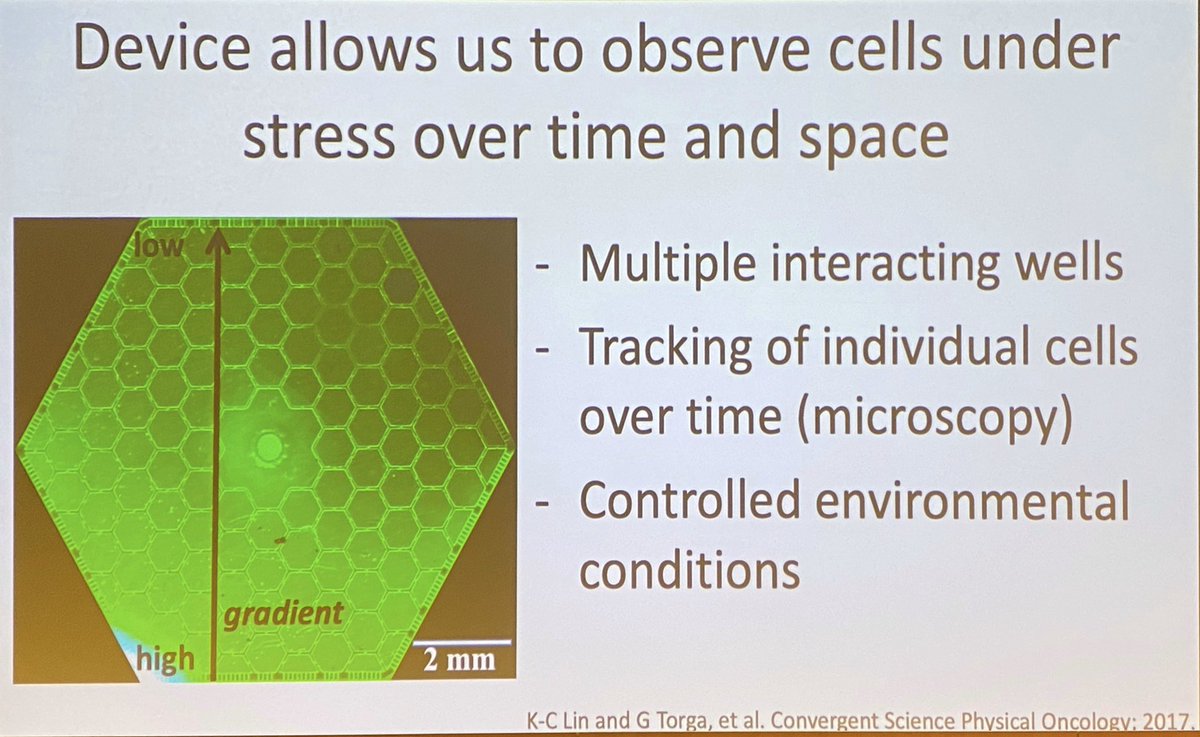 ara_anderson's tweet photo. Amend introduced the concept of autoeutrophication in cancer and how it leads to a swamp like environment. She also discusses the death galaxy device to examine tumor evolution under environmental stress #ThinkFest20 https://t.co/bGd8VrYuHM