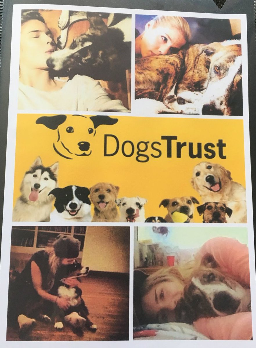 The “Emily Fund for Dogs Trust” campaign managed to sponsor 11 dogs in April 2018. Organized by Sam ( @ghostfoxlovely ), the campaign made a 1,110 $ donation to Dogs Trust U.K to provide healthcare and training for those dogs.  #Arrow