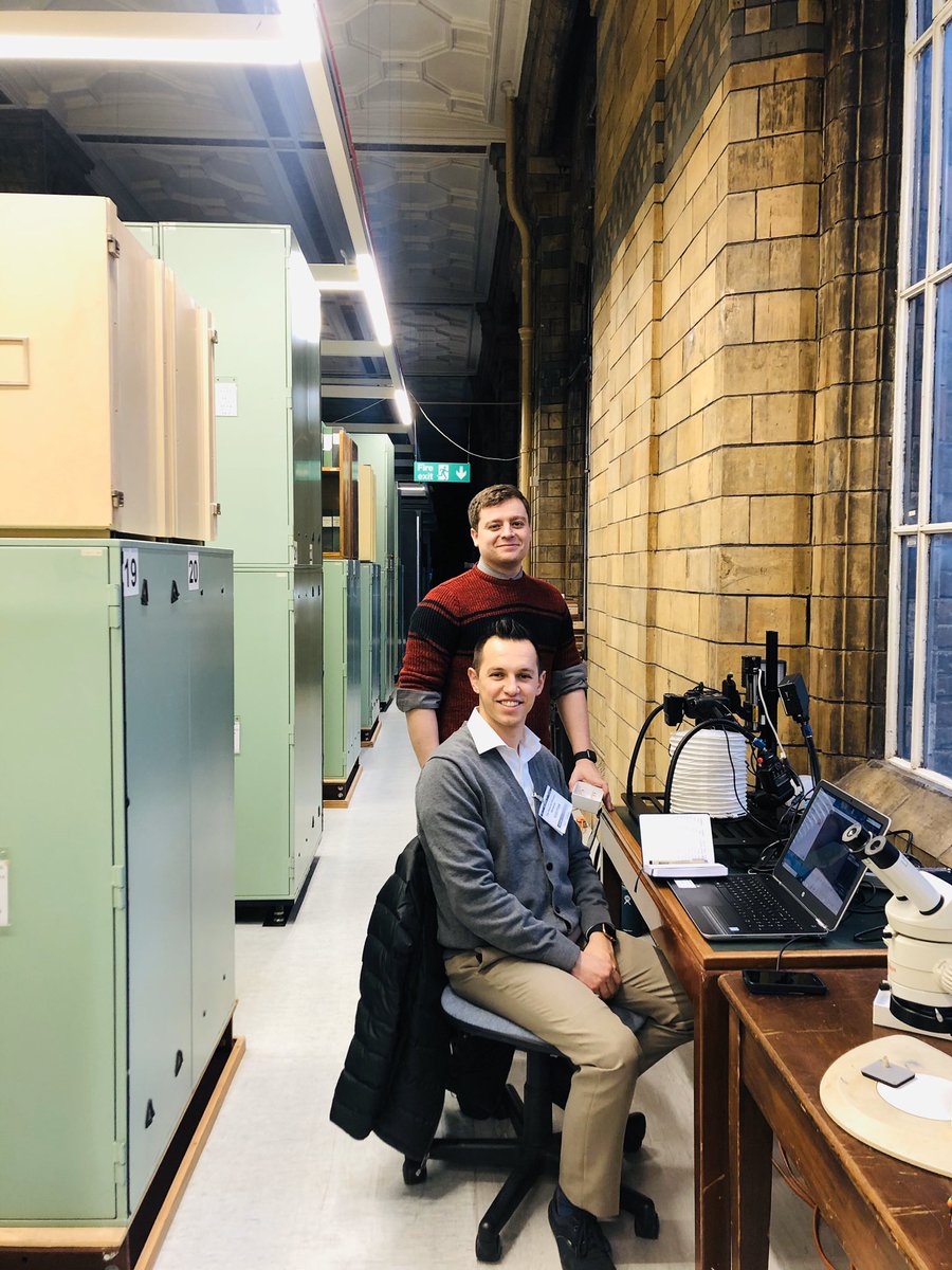 NHM Coleoptera tweet media