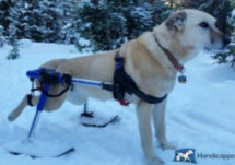 Petaccessguy's tweet photo. Winter is here! Get your pet mobile with a Walkin Wheels Wheel chair with the ski attachment! #winterpets #walkinwheels #handicappedpets https://t.co/6tFMj6xxb9