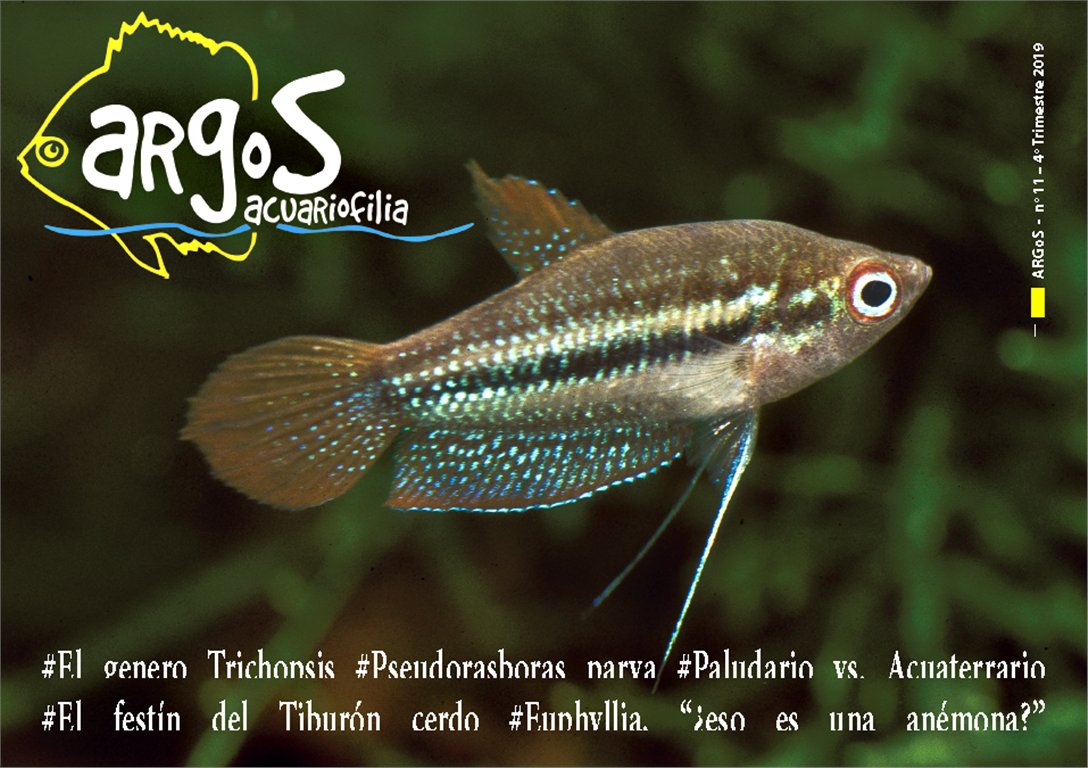 AquaticNotes's tweet image. Disponible en Aquatic Notes, ARGoS nº11. Gouramis croadores género Trichopsis. Acuaterrarios vs. Paludarios. Asistiremos al festín del "tiburón cerdo" y aprenderemos a mantener los bellos corales del género Euphyllia. No os lo perdáis!!aquaticnotes.com/2016/es/2019/1…