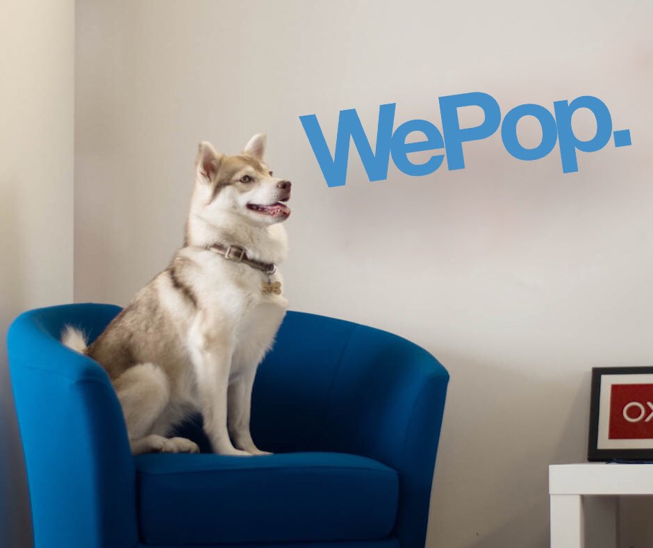 Our most photogenic team member 🐶