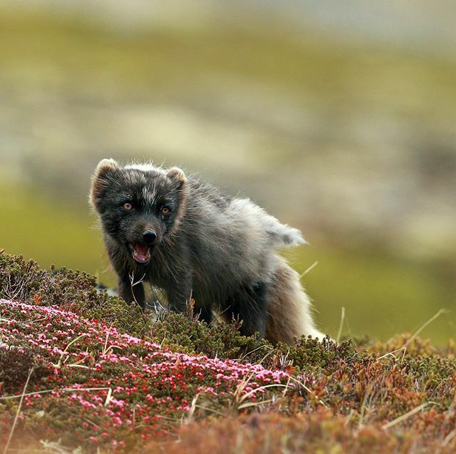 Arctic Fox #arcticfox #instanaturefriends #splendid_animals #naturehippys_ #na_natures_art #nature_wizards #wildlife_vision #ourplanetdaily #wildlife_perfection #majestic_wildlife  #nationalgeographic #instawildlife #picoftheday #instagood #jw_snapshots … ift.tt/2tYXQsZ