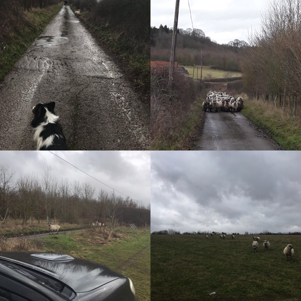 Childs295Greg's tweet image. Ok ok, I’ll move you , bloody things #sheep365 #sheepfarmer #gettingdesperate