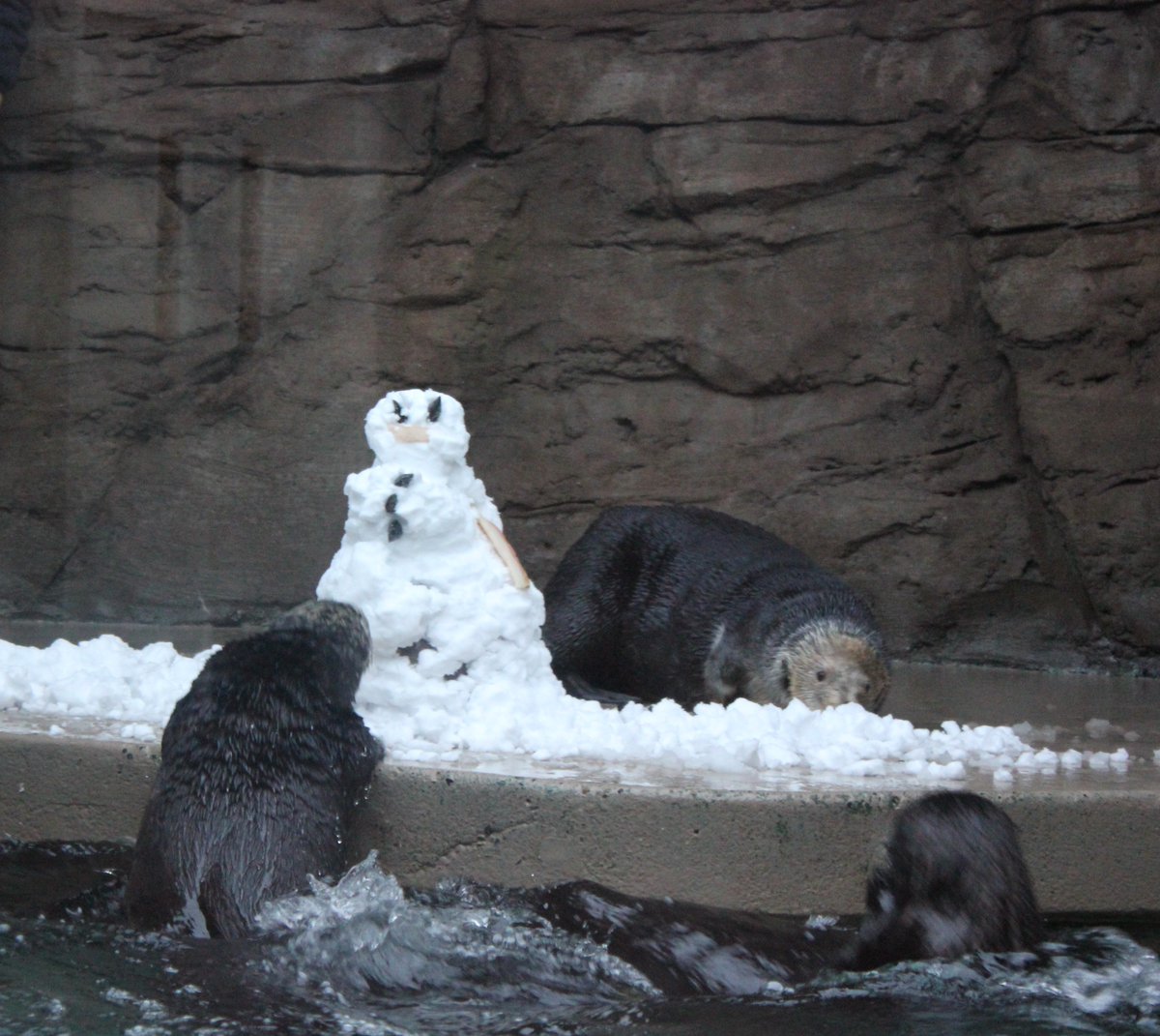☃️ Do you want to build a snowman?
It doesn’t have to be a snowman. ❄️

We’re open today so come enjoy the flurry of snowy excitement at the Aquarium! #snowday