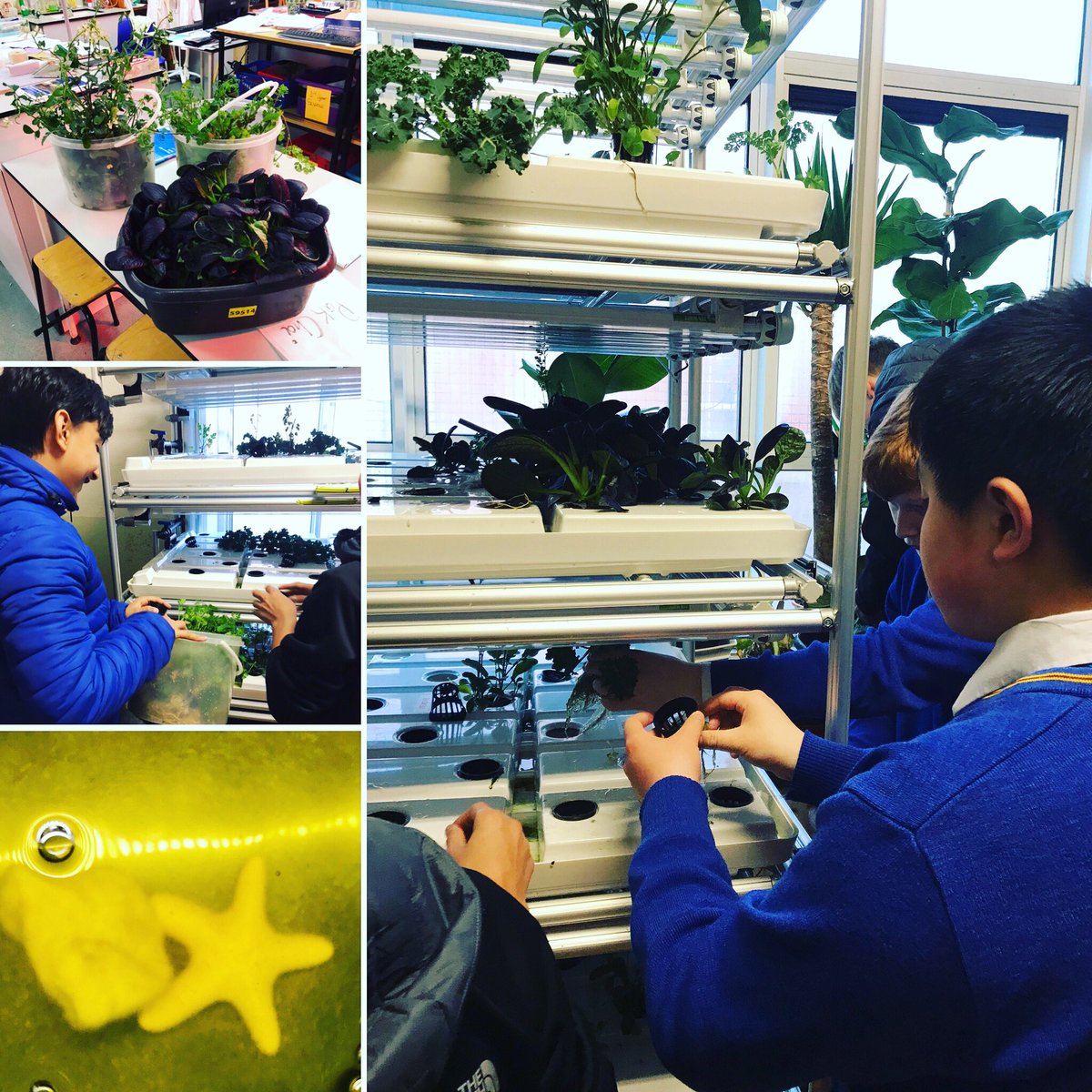 Our very first aquaponics harvest and just in time for healthy January. There will be bags of pak Choi, coriander, rocket and kale on sale tomorrow for anyone who wants a super vitamin and mineral hit. #sustainableliving #aquaponics #urbanfarming