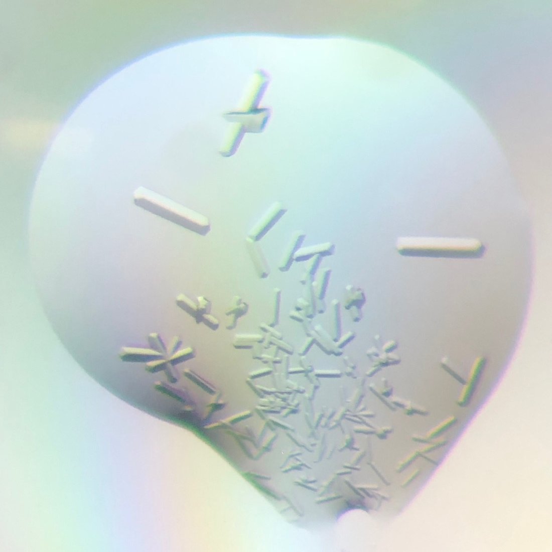 CQMED_Unicamp's tweet photo. We have been produced beautiful protein crystals! Check them out! #proteincrystal #protein #crystallography #science # https://t.co/idGg9D3Dvo