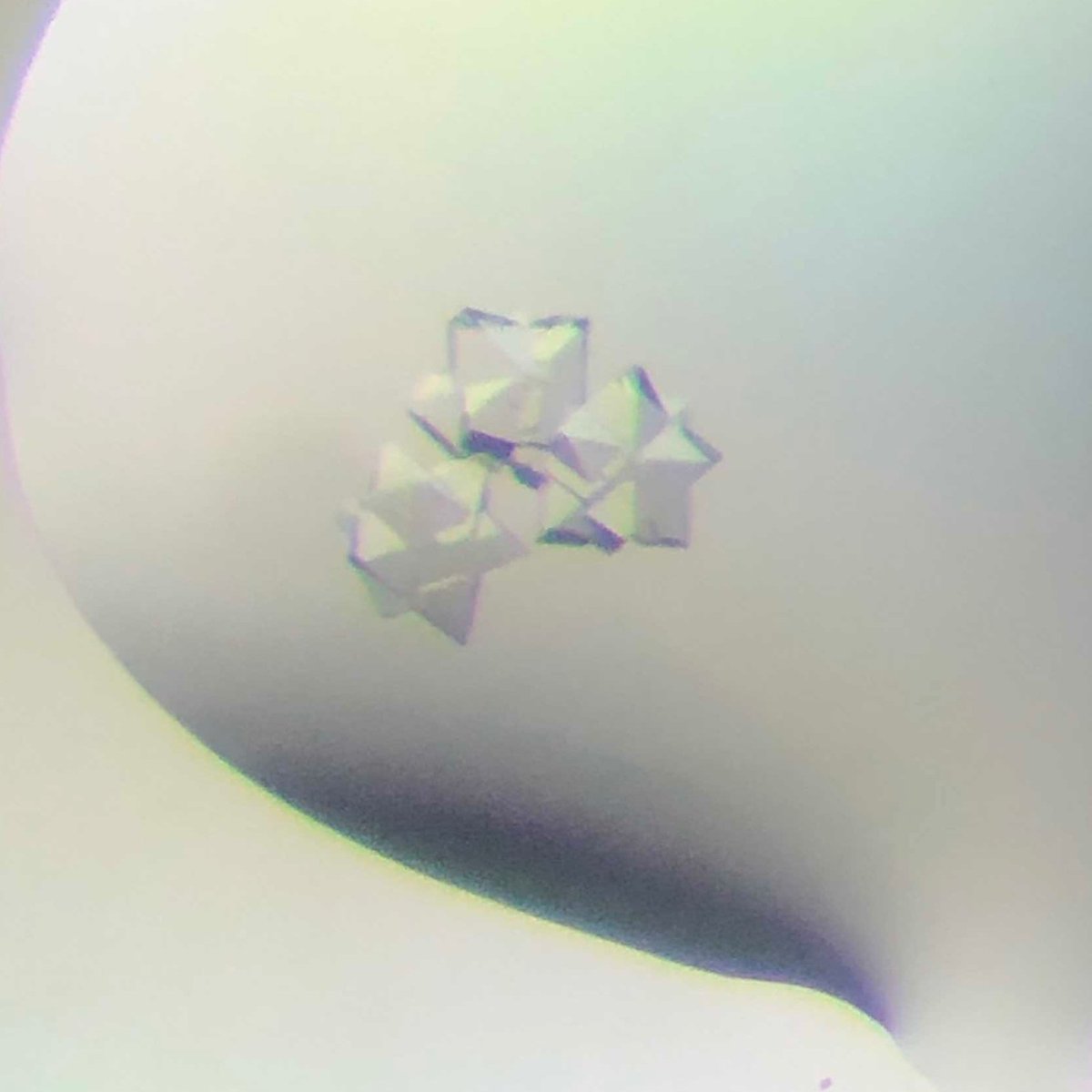 CQMED_Unicamp's tweet photo. We have been produced beautiful protein crystals! Check them out! #proteincrystal #protein #crystallography #science # https://t.co/idGg9D3Dvo