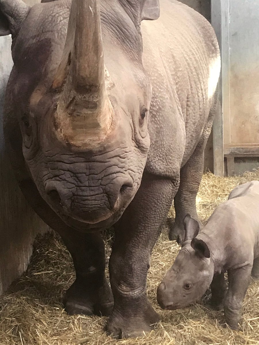 We might be biased, but we think Jaali is learning from the best! Anyone who has had the chance to meet Doppsee knows she is one incredible rhino!