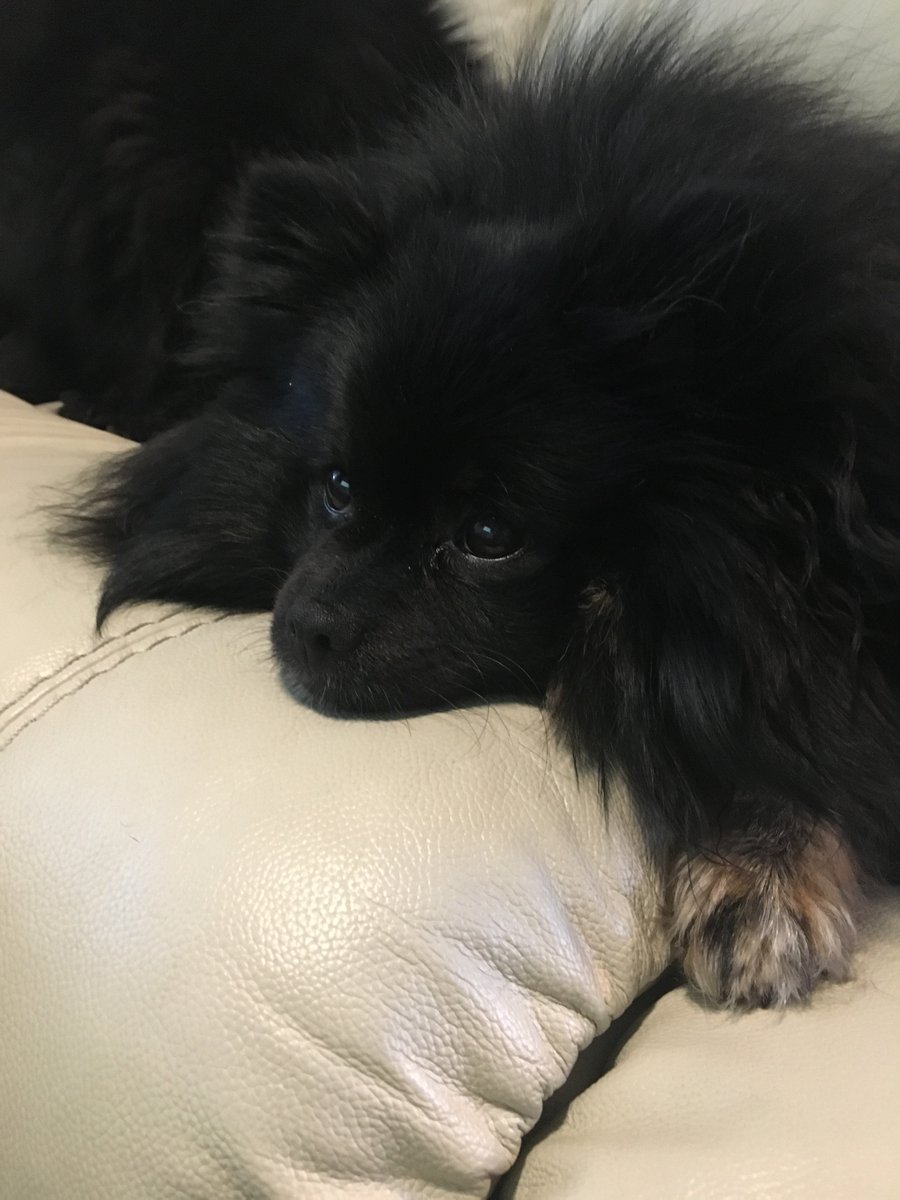 DogsRealtor's tweet photo. #MondayBlues  #MondayMood  #Pomeranian Ursa waiting for today's home showings #Realtordogsintraining #realtordogs https://t.co/PZCNMIlXzv