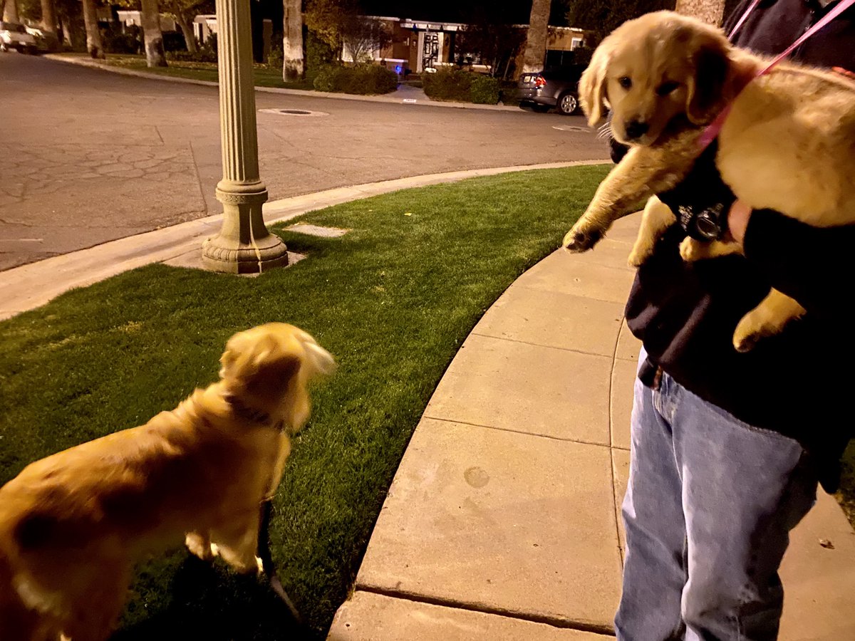 JCG_AZ_is's tweet photo. Nelly wanted to go on the morning two mile walk with Zoe. She made a half block and was carried the rest of the way. #GoldenRetriever #UpperBodyStrengthTraining https://t.co/zY6v4rtBp0