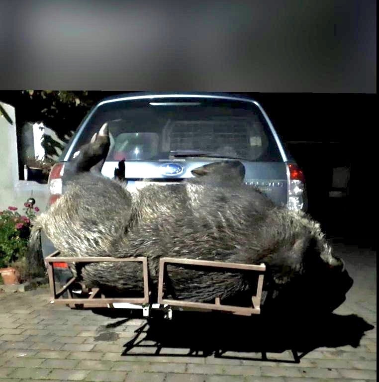 IhuntC's tweet photo. "Boar from Germany"

#IhuntC #iHunt #iHuntcalls #ihunt750 #ihuntapp #ihuntgamecalls #casscreek #casscreekoutdoors #boar #germanboar https://t.co/uJq5w16JxY