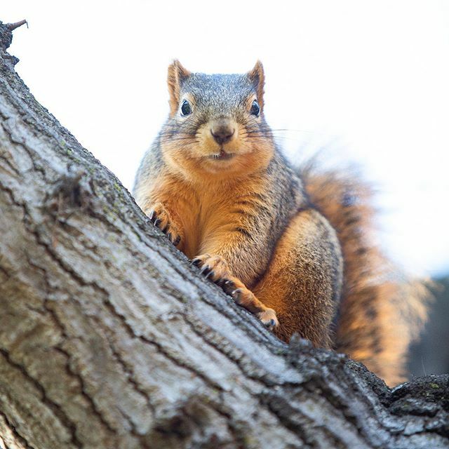helladamnsqrrls's tweet photo. Reginald, the booby-footed forester, awoke feeling a little frumpy.
.
.
.
.
.
.
.
.
#squirrel #squirrels #rodent #rodentia #scuridae #oakland #lakemerritt #eastbay #helladamnsquirrels #hella #hellabay #foxsquirrel #wildlife #wildlifephoto #animal #animal… https://t.co/tdZXyROujg https://t.co/lKxfrmrS7x