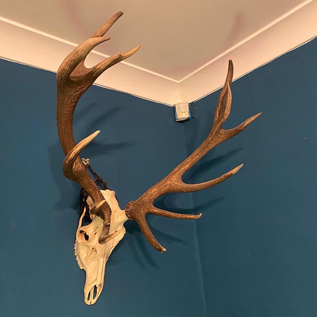 Mr Foxalope got snapped up but I have another incredible offering tonight, monster sized 12 point scottish red stag! What a monster. instagram.com/p/B7RTK8pJiS2/