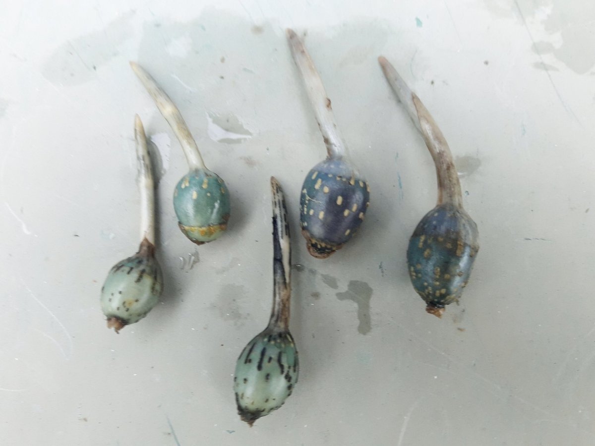 WheatfenDan's tweet photo. Alien spawn! Trawled these out of the River Yare today, but have no idea what they are. Have we been invaded? https://t.co/KDI4uYTob7