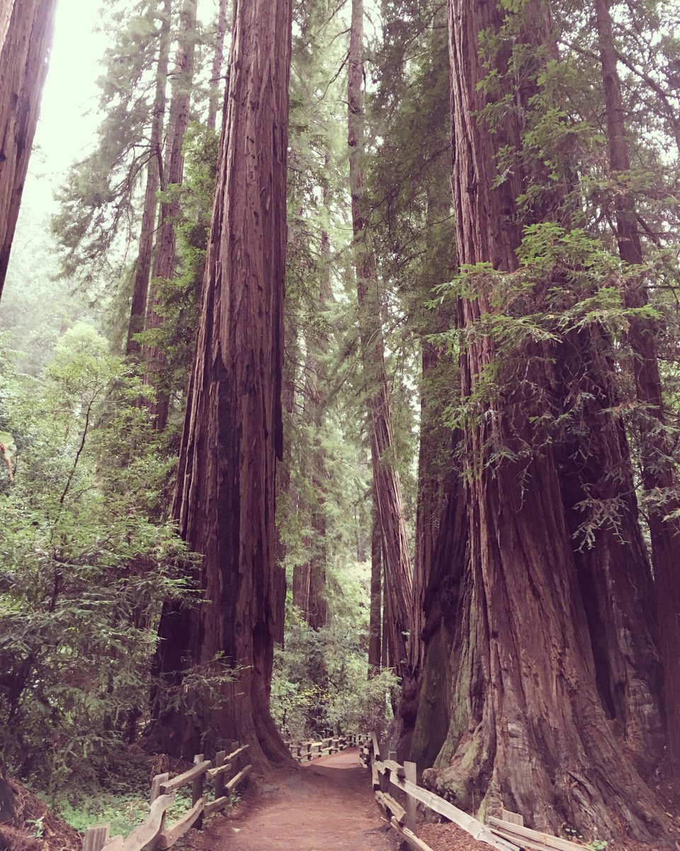 MuirWoodsNPS's tweet photo. Redwoods get most of their height in the first 150 - 200 years of their life. They may not get any taller after that, but they are always getting wider. What's one word that comes to mind when you first see redwoods? 

 📷 Lucy Scott NPS

 #FindYourPark #EncuentraTuParque https://t.co/USTDJRiXrd