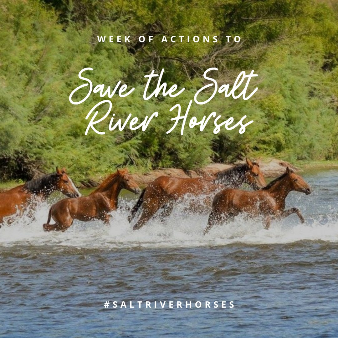 URGENT: The fight for the protection of the famed Salt River wild horses in Arizona’s Tonto National Forest is not over. We need your help -- join us in a week of actions to save the #SaltRiverHorses

ACT NOW! wildhor.se/SaltRiverHorses