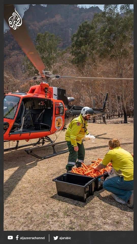 FARED_ALHOR's tweet photo. The first photo, a Syrian helicopter, throws barrels on the Syrian people.
The second photo, an Australian helicopter, throwing carrots to Australian animals. https://t.co/0putYRrrKU