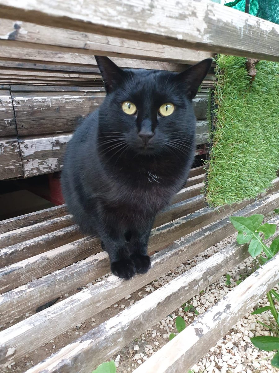 SPBaixVinalopo's tweet image. Bagueera se quedó huérfana a las pocas semanas de vida. Vivió en un campo donde no podían darle todo lo que necesitaba. Ahora esta pequeña está en nuestro albergue, donde le damos todo el amor que podemos. Sigue buscando una familia que la quiera y mime. ¿Te gustaría conocerla?😻