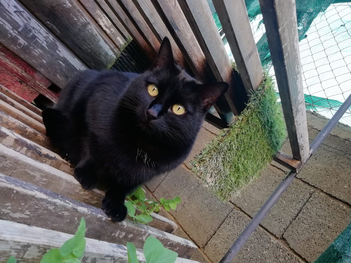 SPBaixVinalopo's tweet image. Bagueera se quedó huérfana a las pocas semanas de vida. Vivió en un campo donde no podían darle todo lo que necesitaba. Ahora esta pequeña está en nuestro albergue, donde le damos todo el amor que podemos. Sigue buscando una familia que la quiera y mime. ¿Te gustaría conocerla?😻