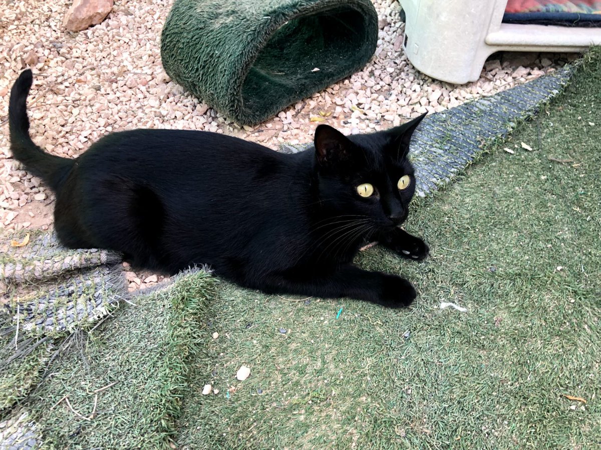 SPBaixVinalopo's tweet image. Bagueera se quedó huérfana a las pocas semanas de vida. Vivió en un campo donde no podían darle todo lo que necesitaba. Ahora esta pequeña está en nuestro albergue, donde le damos todo el amor que podemos. Sigue buscando una familia que la quiera y mime. ¿Te gustaría conocerla?😻