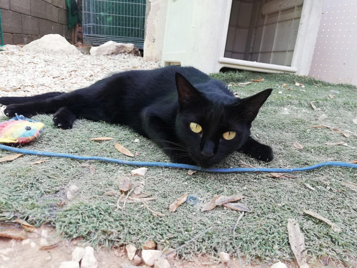 SPBaixVinalopo's tweet image. Bagueera se quedó huérfana a las pocas semanas de vida. Vivió en un campo donde no podían darle todo lo que necesitaba. Ahora esta pequeña está en nuestro albergue, donde le damos todo el amor que podemos. Sigue buscando una familia que la quiera y mime. ¿Te gustaría conocerla?😻