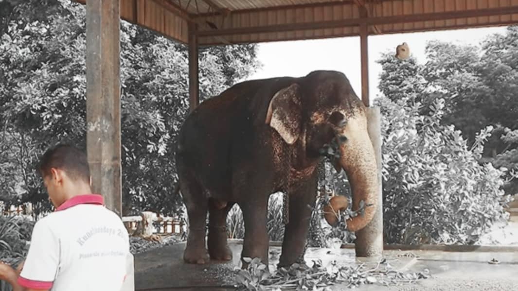 ManMeetsTheWrld's tweet image. 🚨PLEASE READ🚨 
I have written about my horrible experience at Pinnawala Orphanage and would appreciate it if you could read it so you don't make the same mistake I made, thank you.
#srilanka #animalcruelty #animalabuse #stopanimalcruelty
instagram.com/p/B7R3vpRBeBH/…