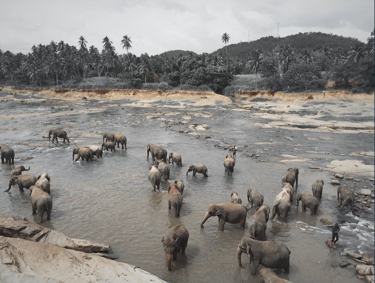 ManMeetsTheWrld's tweet image. 🚨PLEASE READ🚨 
I have written about my horrible experience at Pinnawala Orphanage and would appreciate it if you could read it so you don't make the same mistake I made, thank you.
#srilanka #animalcruelty #animalabuse #stopanimalcruelty
instagram.com/p/B7R3vpRBeBH/…