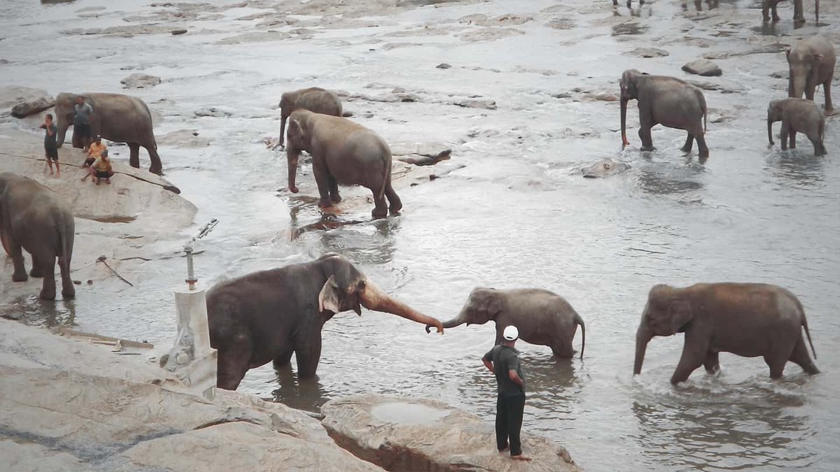 ManMeetsTheWrld's tweet image. 🚨PLEASE READ🚨 
I have written about my horrible experience at Pinnawala Orphanage and would appreciate it if you could read it so you don't make the same mistake I made, thank you.
#srilanka #animalcruelty #animalabuse #stopanimalcruelty
instagram.com/p/B7R3vpRBeBH/…