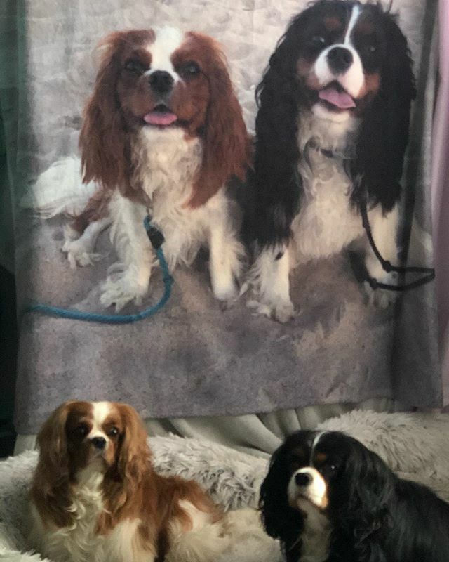 Happy 4th birthday Bunny and Poodle 💕🐰🐩 #cavaliersofinstagram #cavalierkingcharlesspaniel #dogsofinstagram #dogs #puppiesmakemehappy #cutedogs