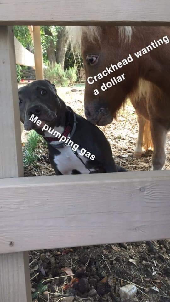 ItsYoshh's tweet image. Me every time.

#CrackIsWhack