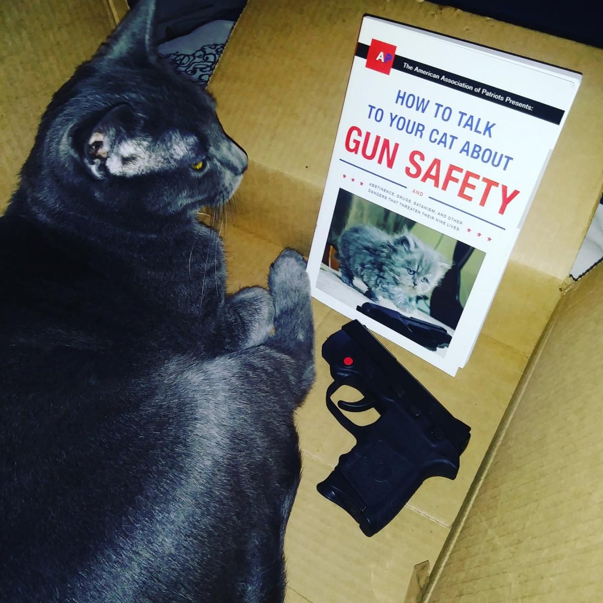 cursed presents on X: How to Talk to Your Cat About Gun Safety