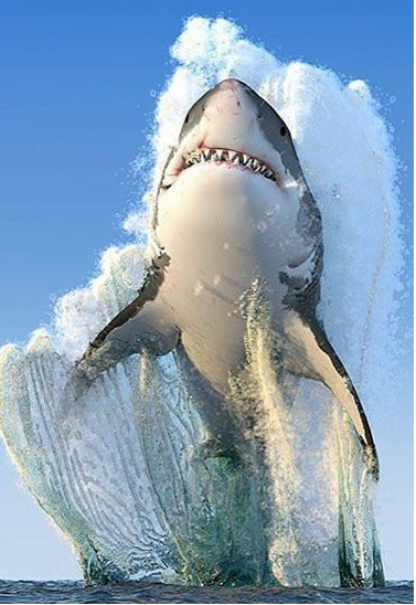 RustyAngler's tweet photo. What's the Biggest Fish You Ever Caught and How Much Did it Weigh!? -Care to Share a Picture!? No Fibbing π€£ Or What Was "The BIG ONE that Got Away?" π’
#biggestcatch #onethatgotaway #fishingstories https://t.co/4Lvk8uF72I