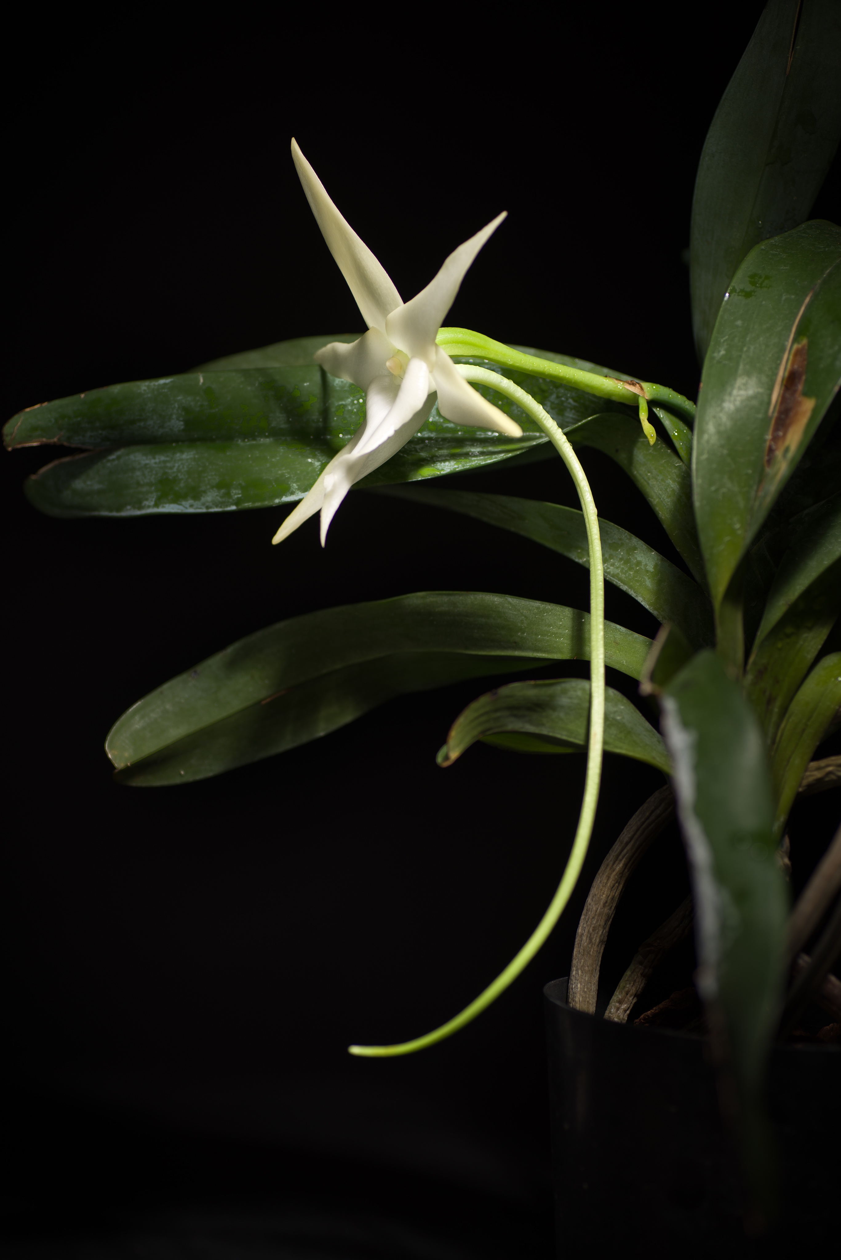 Angraecum sesquipedale orchid on a black background. It has green leaves with a flower in the center. The flower has thin, white petals and a long thin throat protruding from the center.