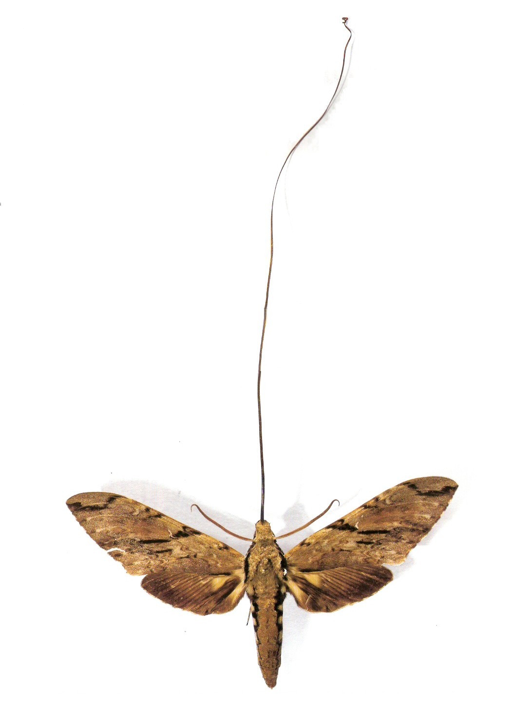 Giant hawk moth on a white background. It is a light brown color. It is displayed with its wings spread and its long proboscis protruding from its head.