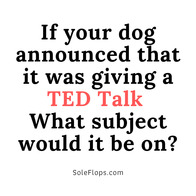 SoleFlops's tweet photo. Reply with your answers!

#dogs #tedtalk #dogsofinstagram #ifdogscouldtalk https://t.co/PMSmSS6iLr