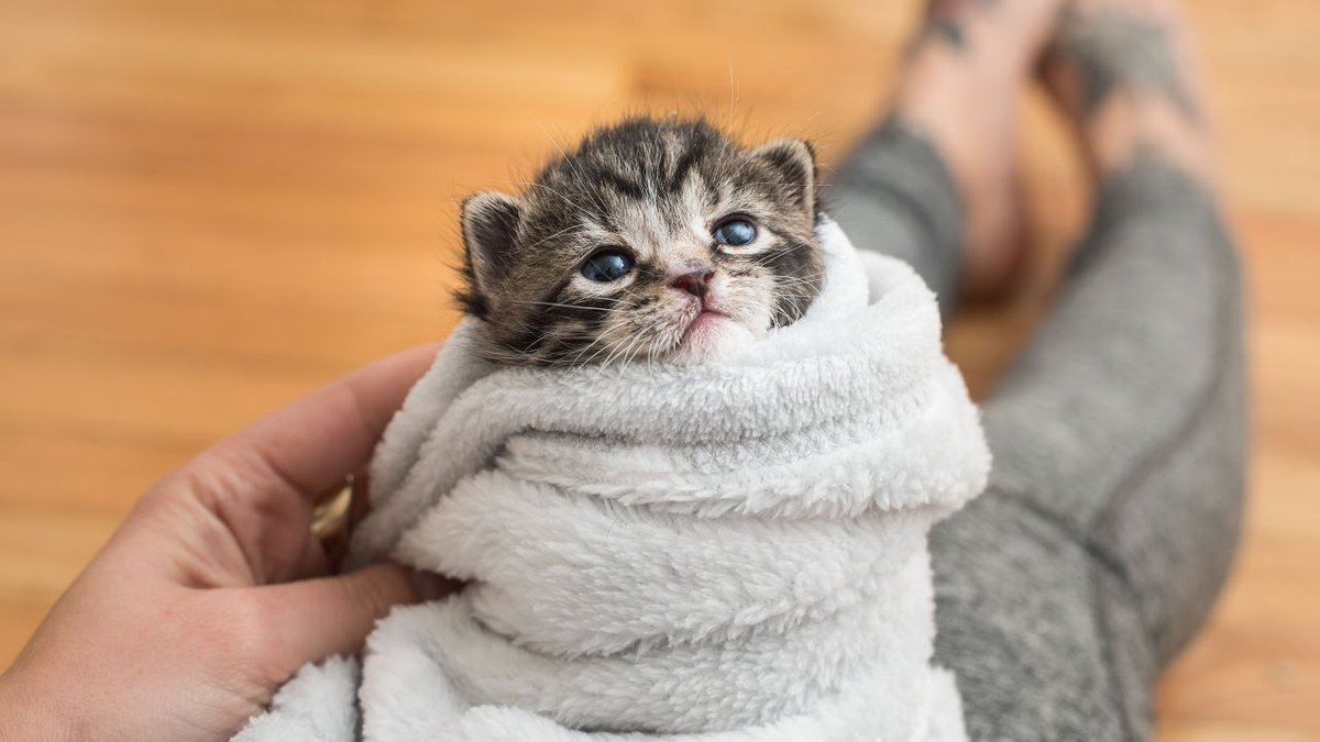AnimalProducts1's tweet photo. “Cats are connoisseurs of comfort.” https://t.co/jwZge0ozlk