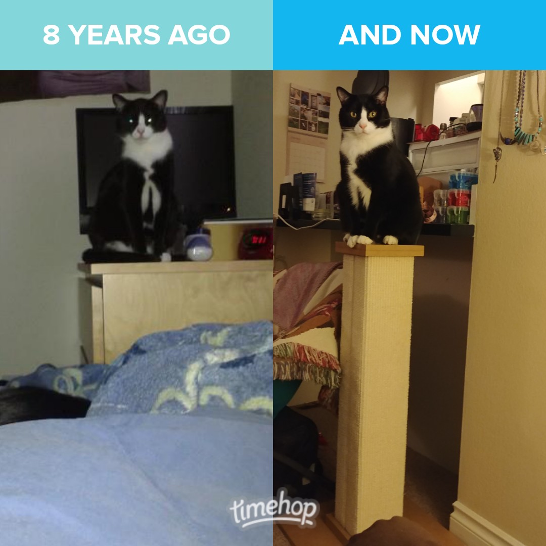 SiriCerasi's tweet photo. My baby boy all grown up on his Throne of Judgment #BabyBeep #TuxieProblems https://t.co/1T0JAXwimx