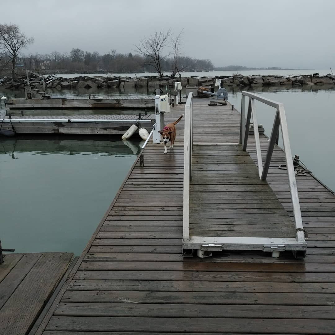 UniqueCaptured's tweet photo. #dogsofsailboats #dogsoftwitter #sailboatdog #docks #getoutside #WinterLiveAboard #SailboatLiving #SailboatLife https://t.co/OQxivpchkU