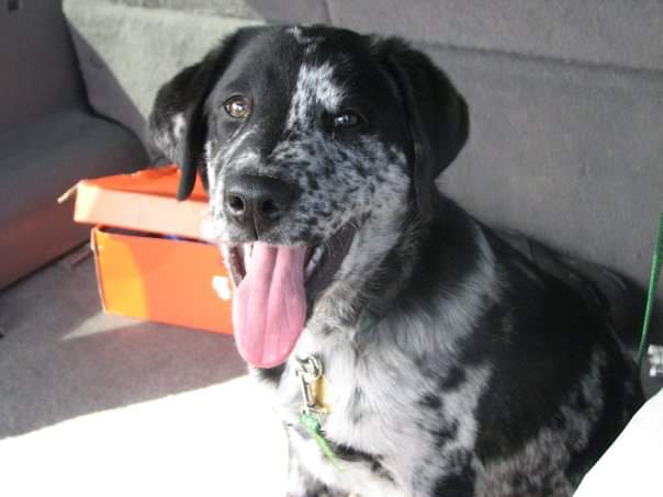 erniebreakfast's tweet photo. 10 years ago today this old man came to live with us....#FooManChew https://t.co/YADZkJU1aM