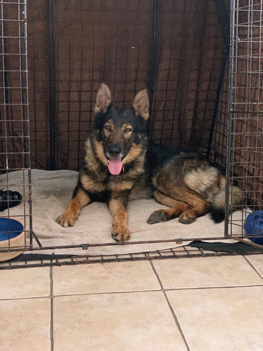 It’s just over a week  since Turbo retired and he’s now spending longer in doors he loves his new ‘den’. Still adjusting to life as a pet but so far so good 👍